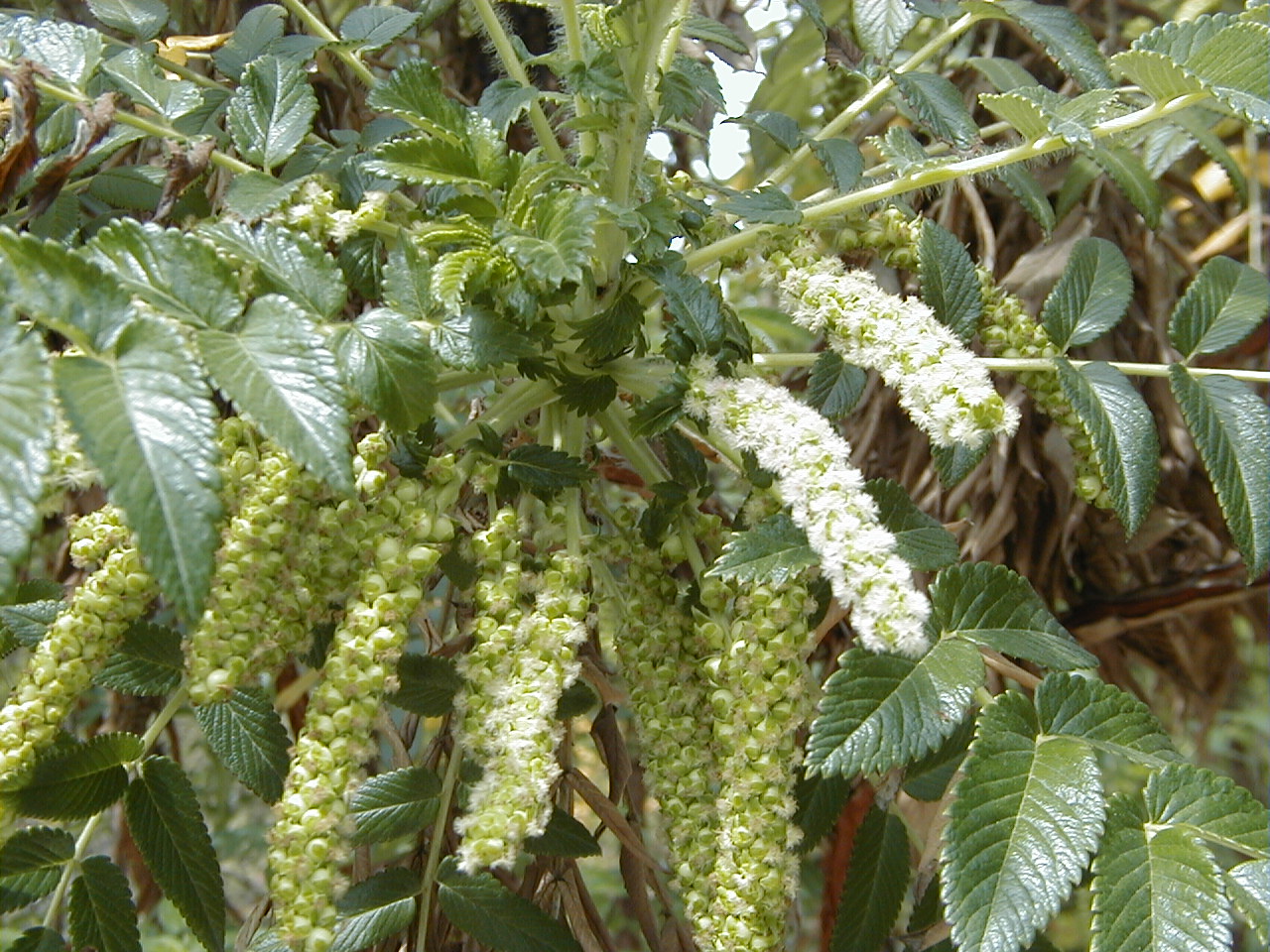 Bencomia caudata.jpg