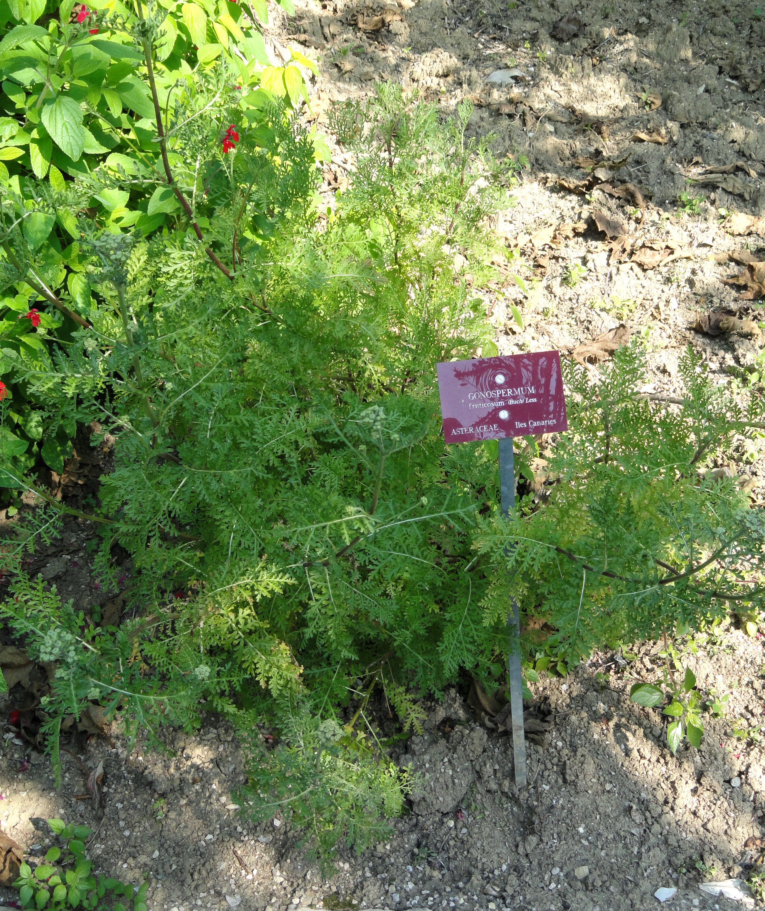 Gonospermum fruticosum - Val Rahmeh - DSC04295.JPG