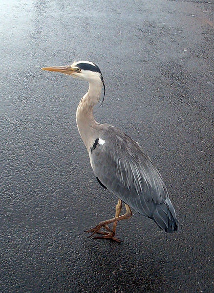 Archivo:Urban Heron.jpg