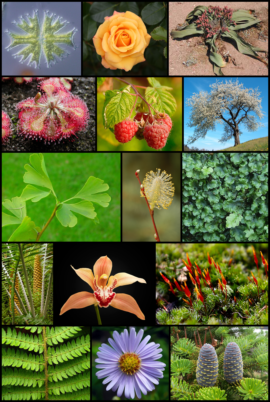 Diversity of plants image version 3.png