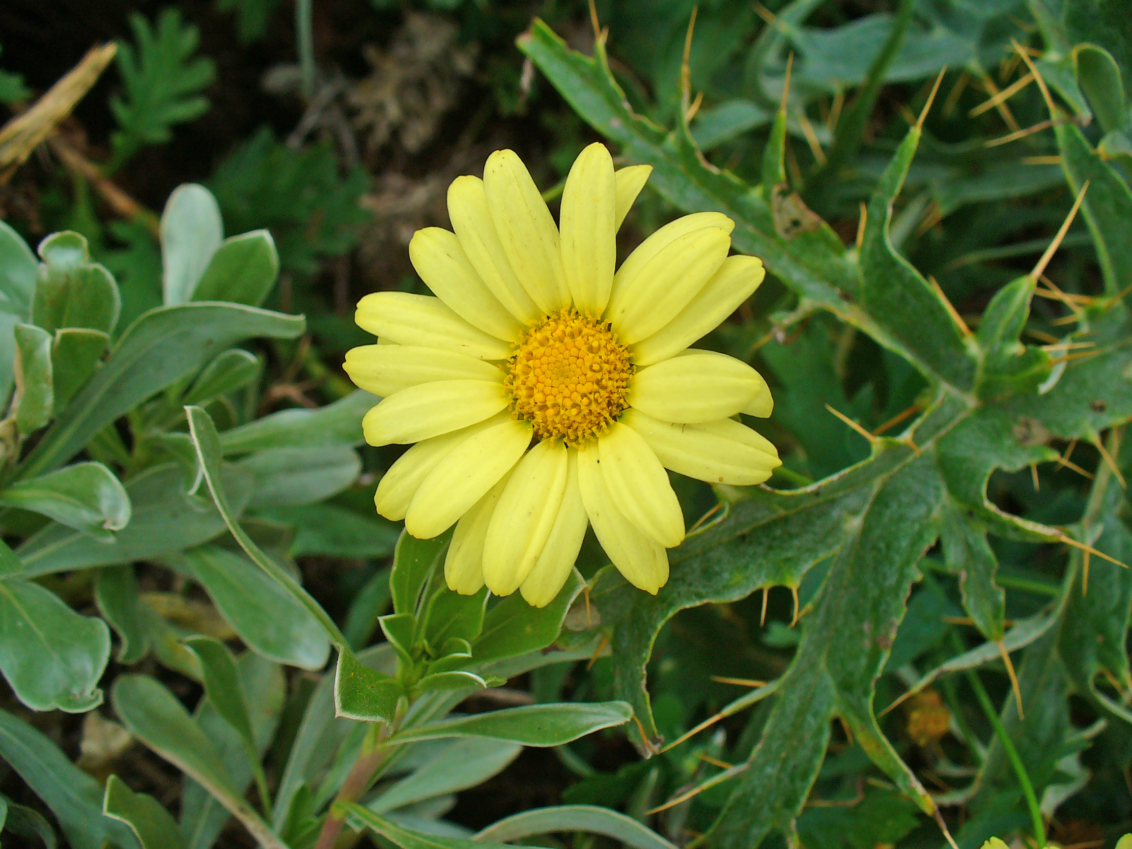 Argyranthemum maderense 002.JPG