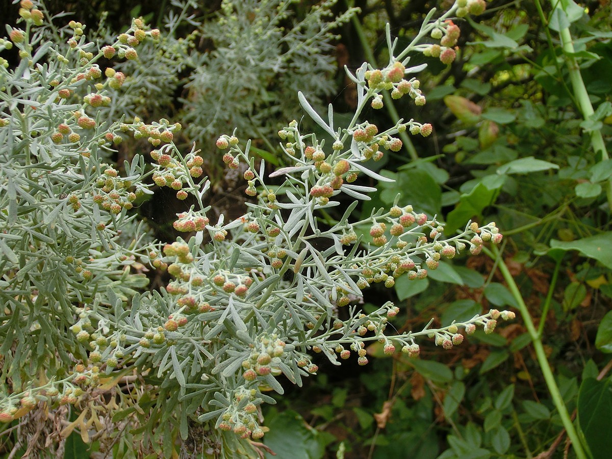 Artemisia thuscula Tenerife 2.jpg