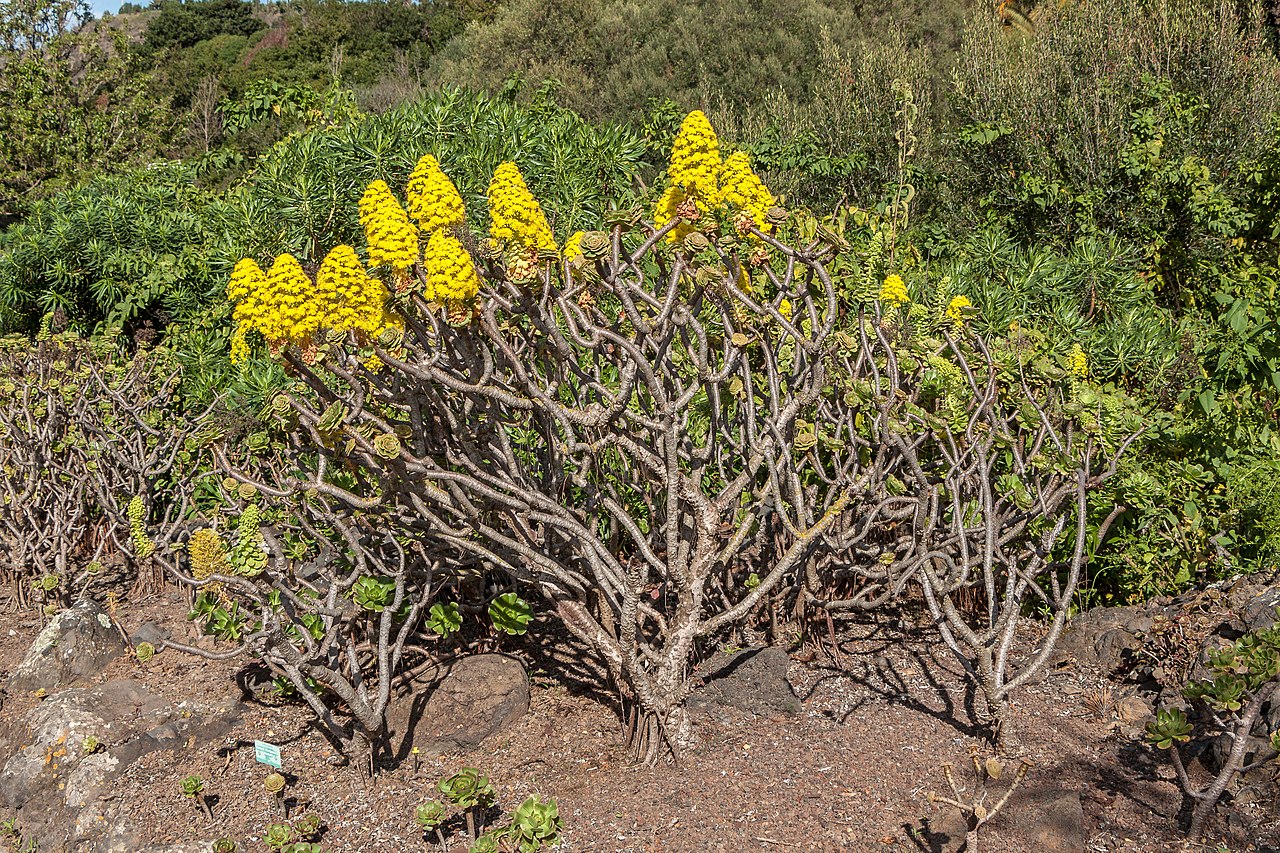 Aeonium arboreum - Jardín Botánico Canario Viera y Clavijo - Gran Canaria - 01.jpg