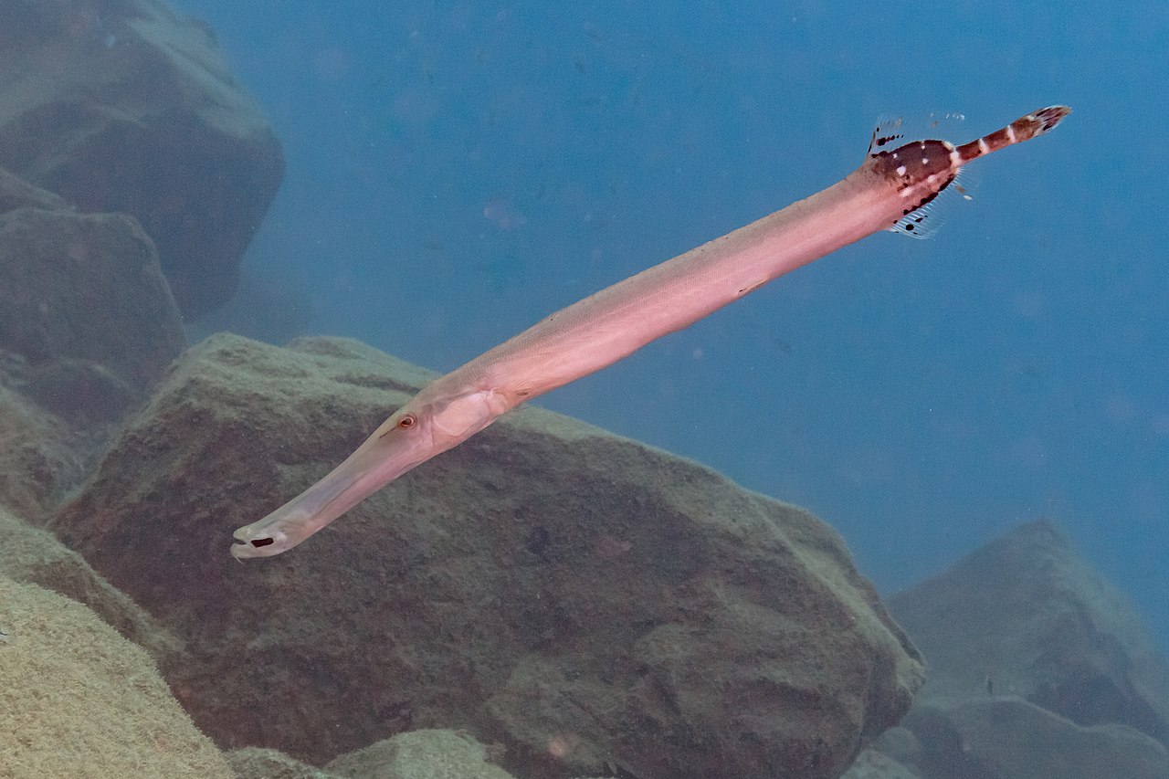 Pez trompeta atlántico (Aulostomus strigosus), franja marina Teno-Rasca, Tenerife, España, 2022-01-06, DD 41.jpg