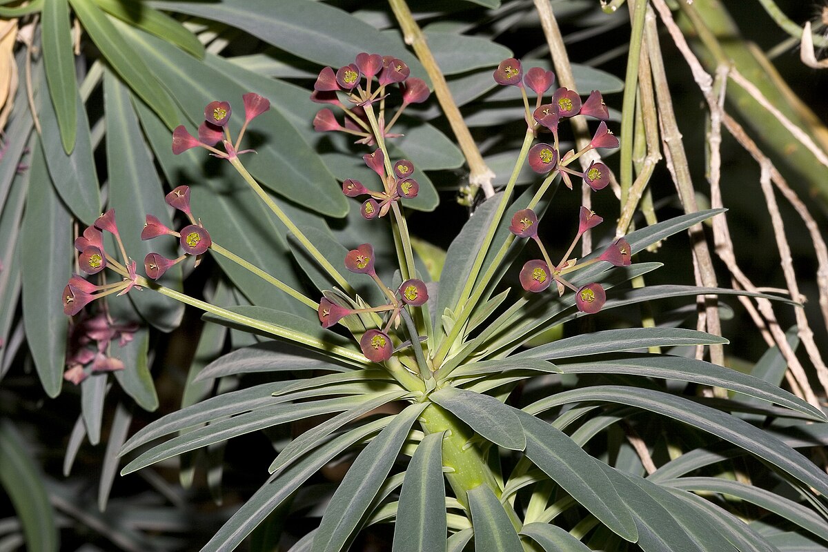 Euphorbia.atropurpurea.7068.jpg