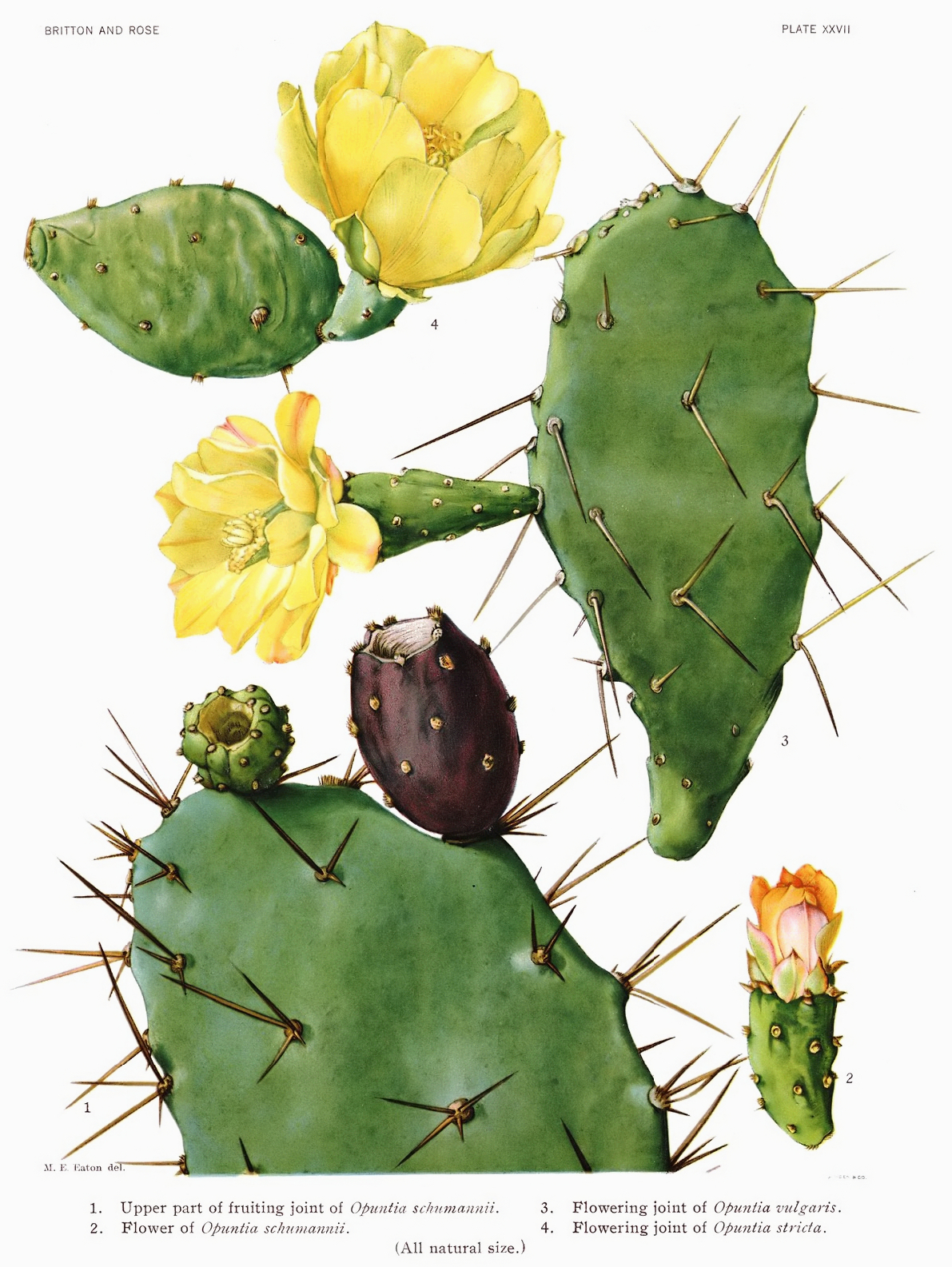 Opuntia16 filtered.jpg