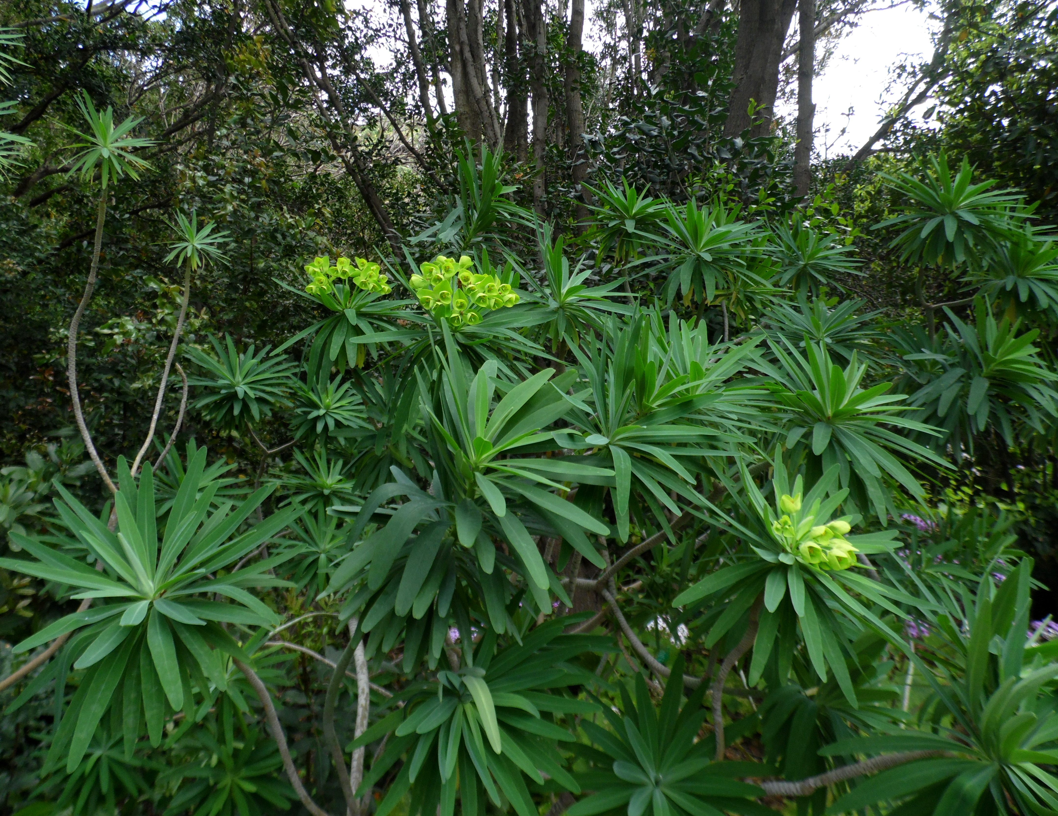 Euphorbia bourgeana kz2.JPG