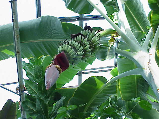 Archivo:Musa acuminata1.jpg