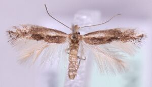 Bucculatrix chrysanthemella.jpg