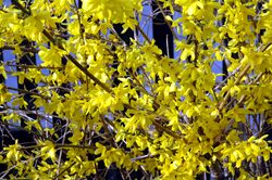 Forsythia close-up.jpg