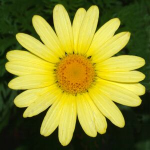 Argyranthemum frutescens (aka).jpg