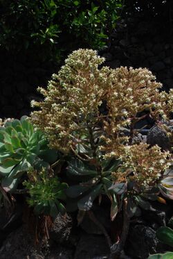 Aeonium davidbramwellii habitus.jpg