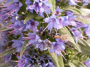 Echium webbii (Puntallana) 04.jpg