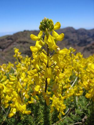 Adenocarpus viscosus.jpg