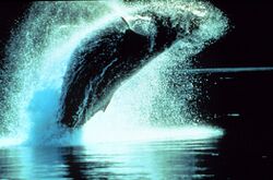Humpbackwhale37.jpg