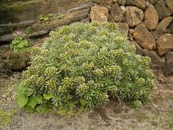 Echium aculeatum (Los Tilos) 01.jpg