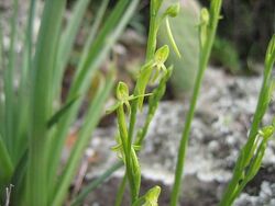 Habenaria tridactylites 01.jpg