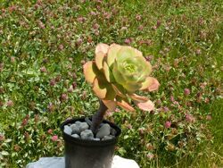 Aeonium hierrense PICT0544.jpg