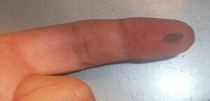 Micromeria glomerata - leaf on finger.JPG
