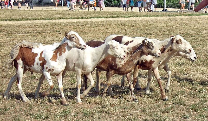Archivo:Mottled sheep.jpg