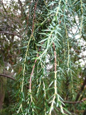 Juniperus cedrus 01 leaves 1 by Line1.jpg