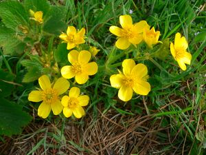 Ranunculus cortusifolius.jpg