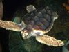 Loggerhead turtle.jpg