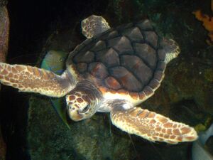 Loggerhead turtle.jpg