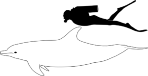 Bottlenose dolphin size.png