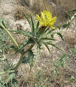 C. lanatus-3.JPG