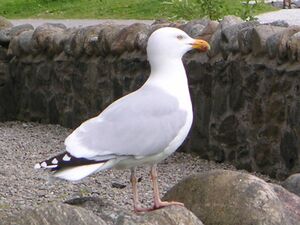 Seagull1.jpg