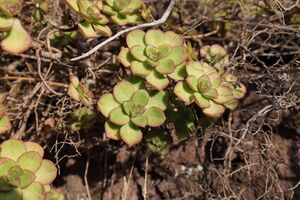 Img 1142-bejeque-de-san-andres-aeonium-volkerii.jpg