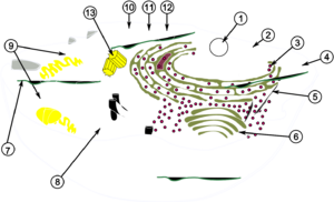 Biological cell.svg