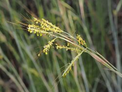 Hyparrhenia hirta 20150708 c.jpg