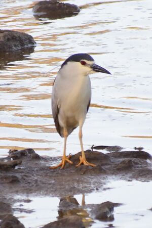 Nycticorax-nycticorax.jpg