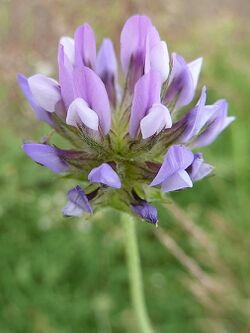 B.bituminosa-flor-2.JPG
