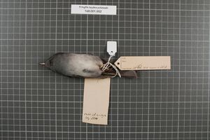 Naturalis Biodiversity Center - RMNH.AVES.153727 2 - Fringilla teydea polatzeki Hartert, 1905 - Fringillidae - bird skin specimen.jpeg