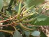 Eucalyptus cornuta buds(2).jpg