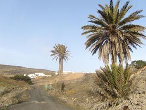 Barranco Montaña Blanca.jpg