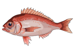 Dentex macrophthalmus (Bloch, 1791)
