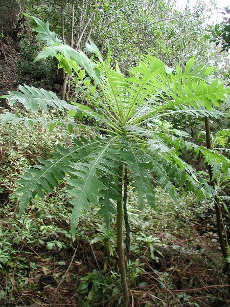 Archivo:Los Tilos 7.jpg