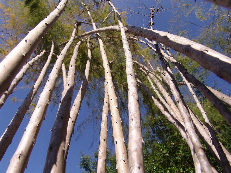 Archivo:Asparagus scoparius (15).JPG