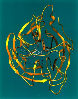 Neuraminidase Ribbon Diagram.jpg