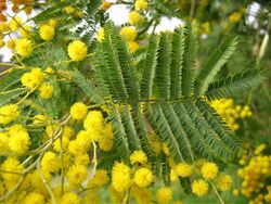 Acacia dealbata. Mimosa.jpg