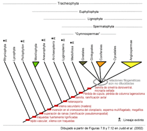 Filogenia-tracheophyta-incluyendo-fosiles.gif