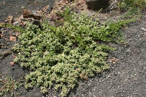 Tinajo El Cuchillo - Lugar de Cuchillo (Caldera) - Mesembryanthemum crystallinum+Patellifolia patellaris 01 ies.jpg