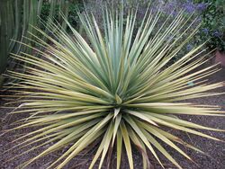 Dracaena tamaranae young specimen.JPG