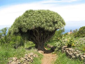Drachenbaum in Las Tricias 2010-04.jpg