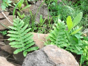 Polypodium macaronesicum 2.jpg