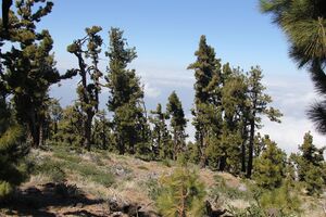 RK1403 9529 Pinar de Garafia.jpg